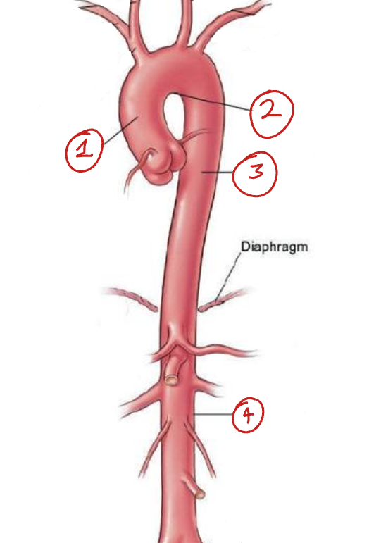 <p>Label the different sections of the aorta</p>