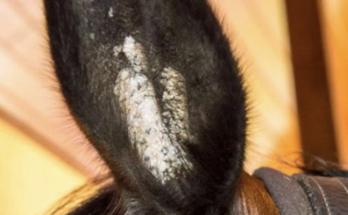 <p>- Equine papillomaviruses (EcPV-3, 4, 5, 6)</p><p>- Equine Aural Plaques: depigmented hyperkeratotic plaques along the concave surface of the ear which so not resolve or regress</p>