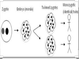 <p><span>single early-stage embryo is divided into two or more identical, genetically identical embryos</span></p>