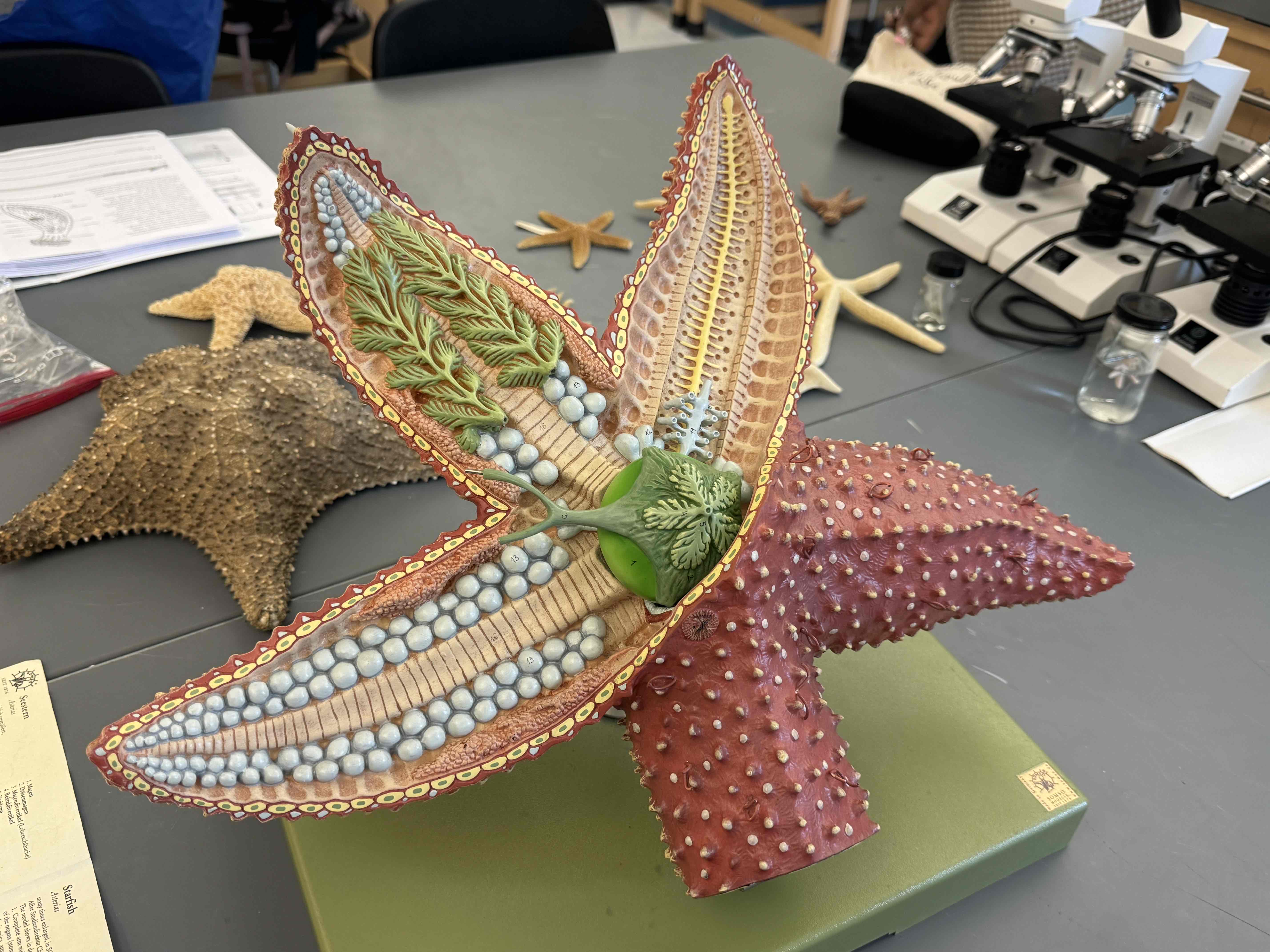 <p>Sea star internal anatomy </p>