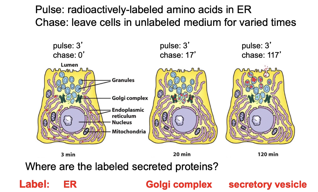 <ul><li><p><strong>0-minute chase</strong>: Proteins remain in ER</p></li><li><p><strong>17-minute chase</strong>: Proteins are in Golgi</p></li><li><p><strong>117-minute chase</strong>: Proteins are in secretory vesicles</p></li><li><p>Tracks progression of proteins through secretory pathway</p></li></ul><p></p>