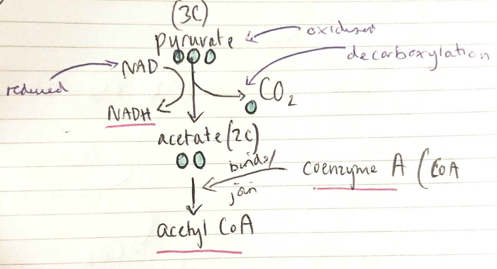 <p>explain what occurs in the link reaction</p>