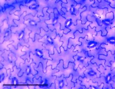 <p>What is this an example of?</p>