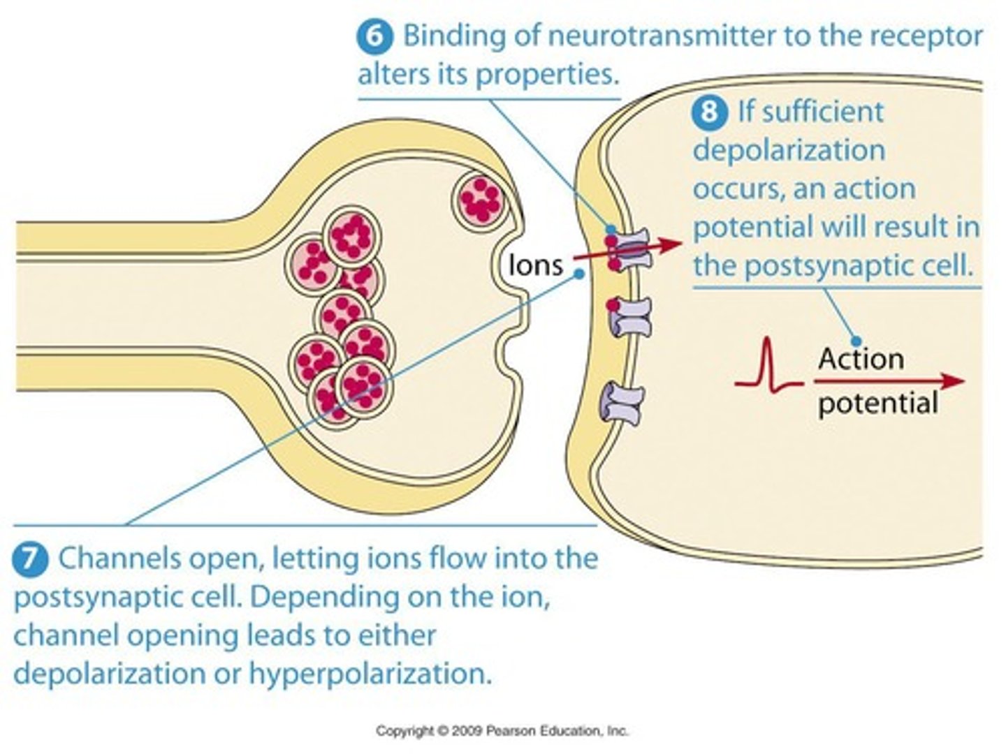 <p>They open in response to the binding of neurotransmitters, allowing ions to flow across the membrane.</p>