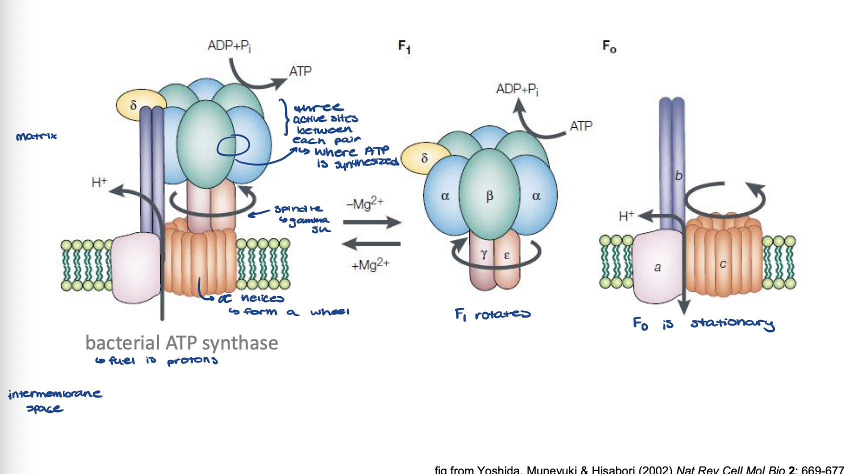 <ul><li><p>Fo</p><ul><li><p>stationary</p></li><li><p><em>a</em> helices form a wheel in membrane</p></li></ul></li><li><p>F1</p><ul><li><p>rotates which is driven by H+ movement</p></li><li><p>spindle is a gamma subunit that does rotation</p></li><li><p>at head, 3 active sites btwn each pair of alpha-beta subunits where ATP is synthesized</p></li></ul></li></ul>
