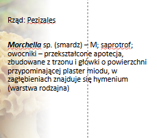 <p>Morchella sp.</p><p>Gr.: ASCOMYCOTA – grzyby workowe</p><p>     Podgr.: PEZIZOMYCOTINA </p>