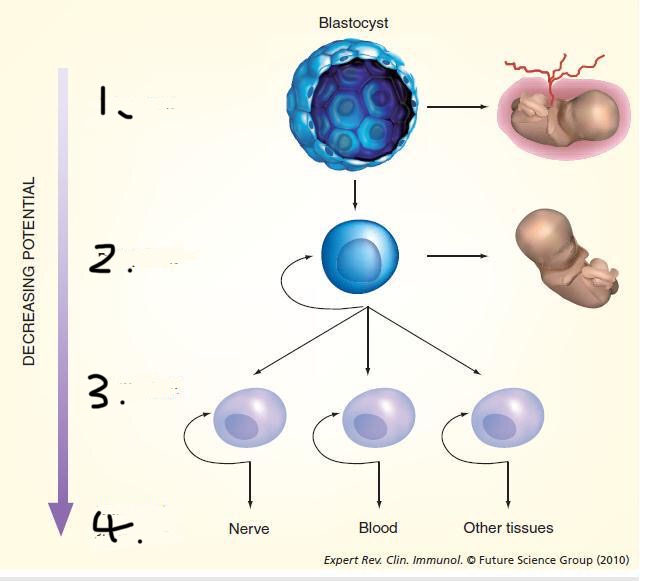 <p>Label the types of stemcells on this hierarchy diagram</p>