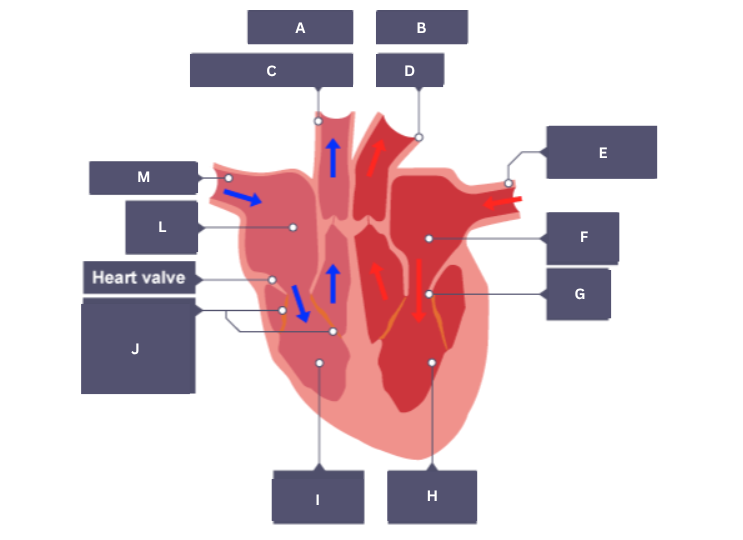<p>Heart valve</p>