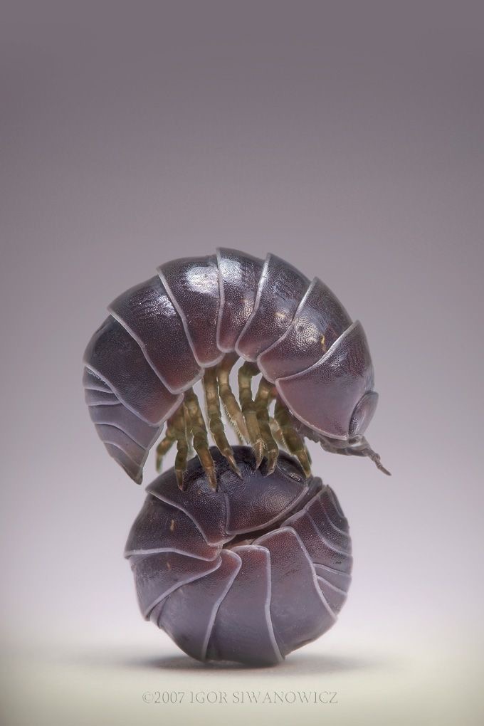<p>Pill bug</p>