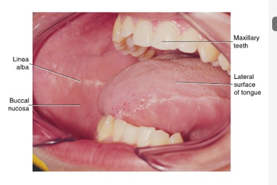 <ul><li><p>nonkeratinized epithelium may transform into keratinizing type in response to frictional or chemical trauma</p></li><li><p>in which case, it undergoes hyperkeratinization</p></li></ul><p></p>