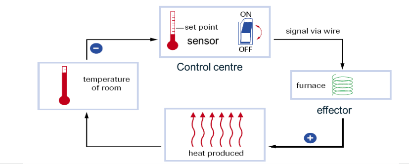 <ol><li><p><strong>Sensor - </strong>Detects changes in a variable and sends a signal to the control centre</p></li><li><p><strong>Control Centre - </strong>Organizes a response to the stimulus sensed and reported by the sensor. Sends a signal to the effector</p></li><li><p><strong>Effector - </strong>Carries out the instructions sent by the control center. In a negative feedback loop, this action corrects the imbalance detected by the sensor, </p></li></ol><p></p>