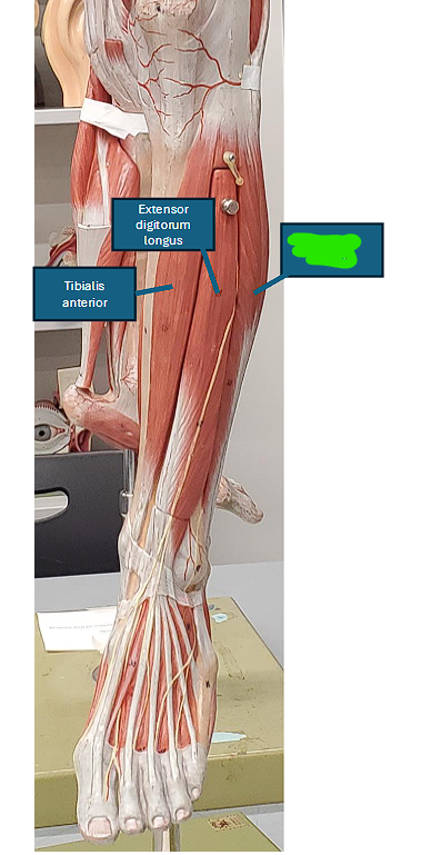<ul><li><p>Plantar flexes and everts the foot </p></li></ul><p></p>