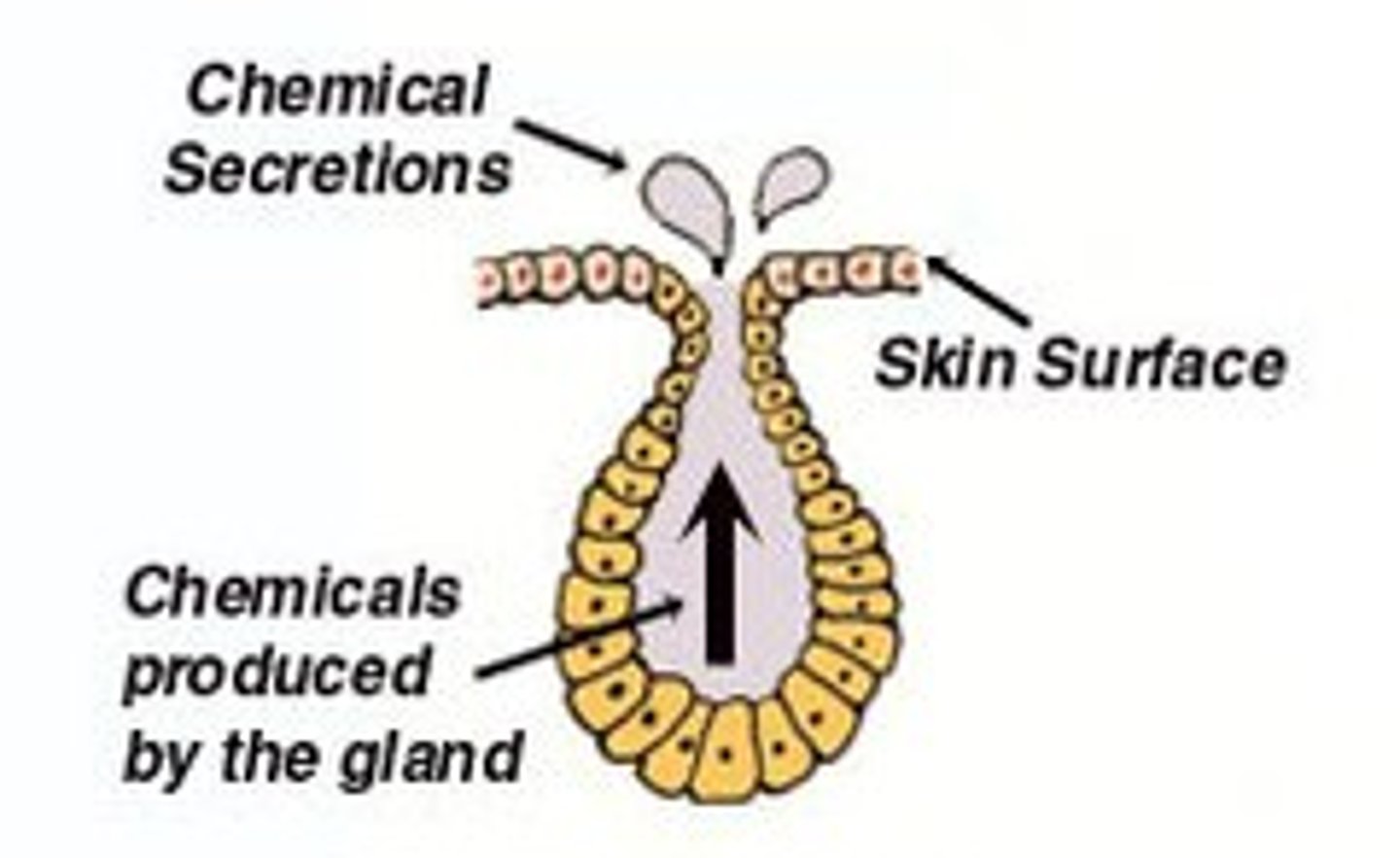 <p>what type of gland has ducts, and is open contact maintenance with exterior?</p>