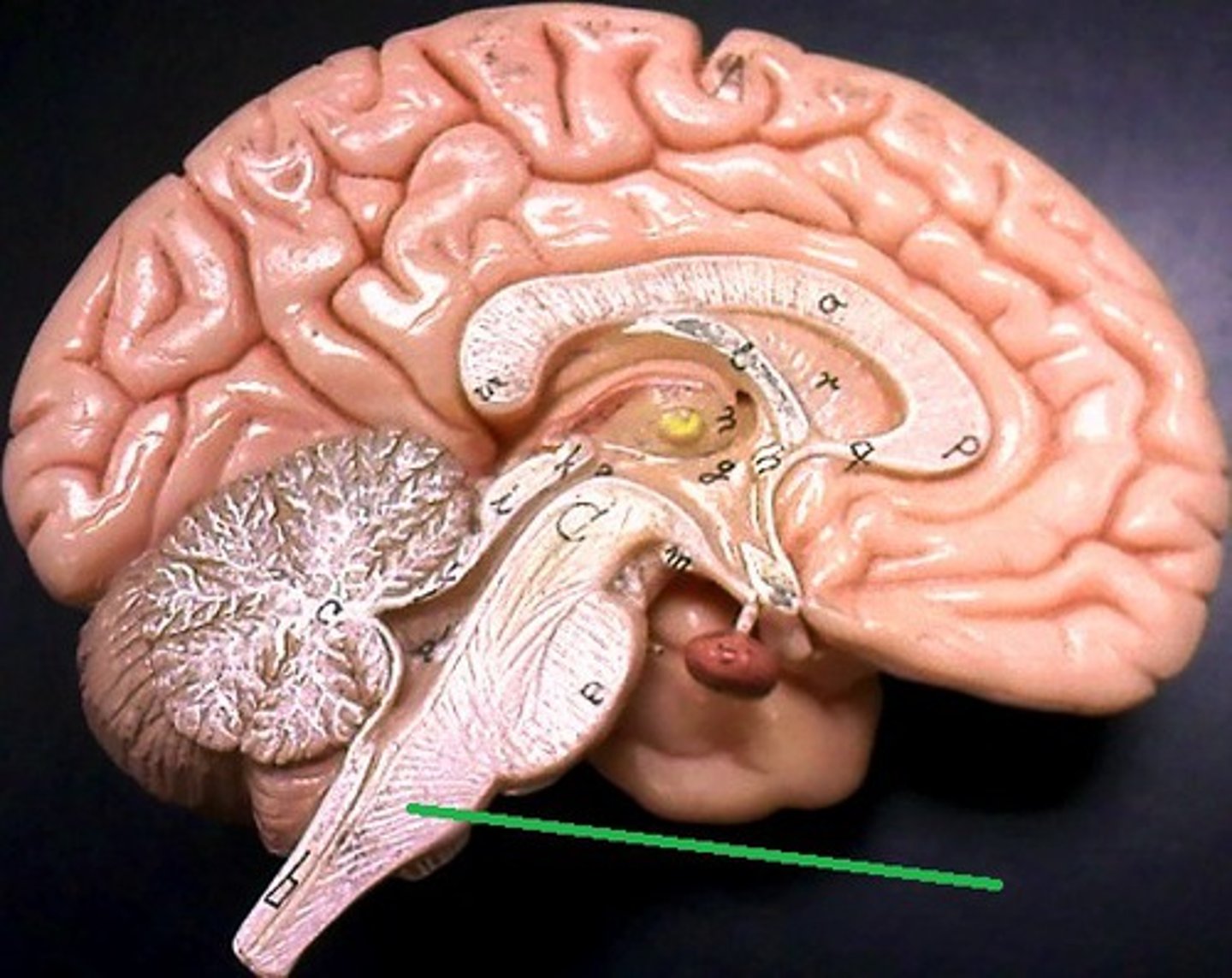 <p>Contains all ascending and descending fiber tracts that link the spinal cord to the brain. - Where fiber tracts cross over</p>