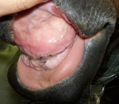 <p>1. severe periodontal dz leading to bone loss/tooth mobility</p><p>2. fractured tooth</p><p>3. severe endodontic dz leading to apical infection (tooth root abscess)</p><p>4. EOTRH</p>