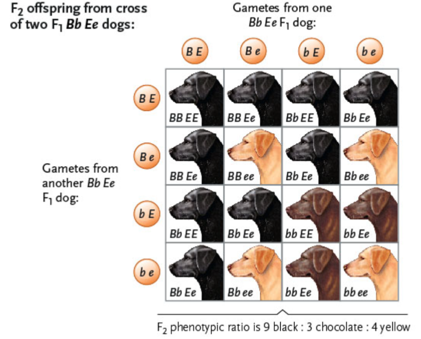 <p>When an interaction of two genes results in alleles of a gene at one locus inhibiting (masking) the effects of alleles of a <u>different </u>gene at a different locus.</p><p>The result of epistasis is that some expected phenotypes do not appear among offspring. Recessive epistasis occurs when a recessive homozygous genotype at one locus masks the expression of alleles at another locus, while dominant epistasis occurs when a dominant allele at one locus masks the expression of alleles at another locus.</p><p>Recessive epistasis ex: black (BB or Bb with EE or Ee), chocolate (bb with EE or e), or epistatic golden (BBee,Bbee, bbee) retrievers.</p><p>Results in a 9:3:4 ratio.</p>
