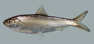 <p>Anadromous species, <span><span>some populations live entirely in fresh water, spans the North Atlantic coast from Newfoundland to South Carolina</span></span></p>