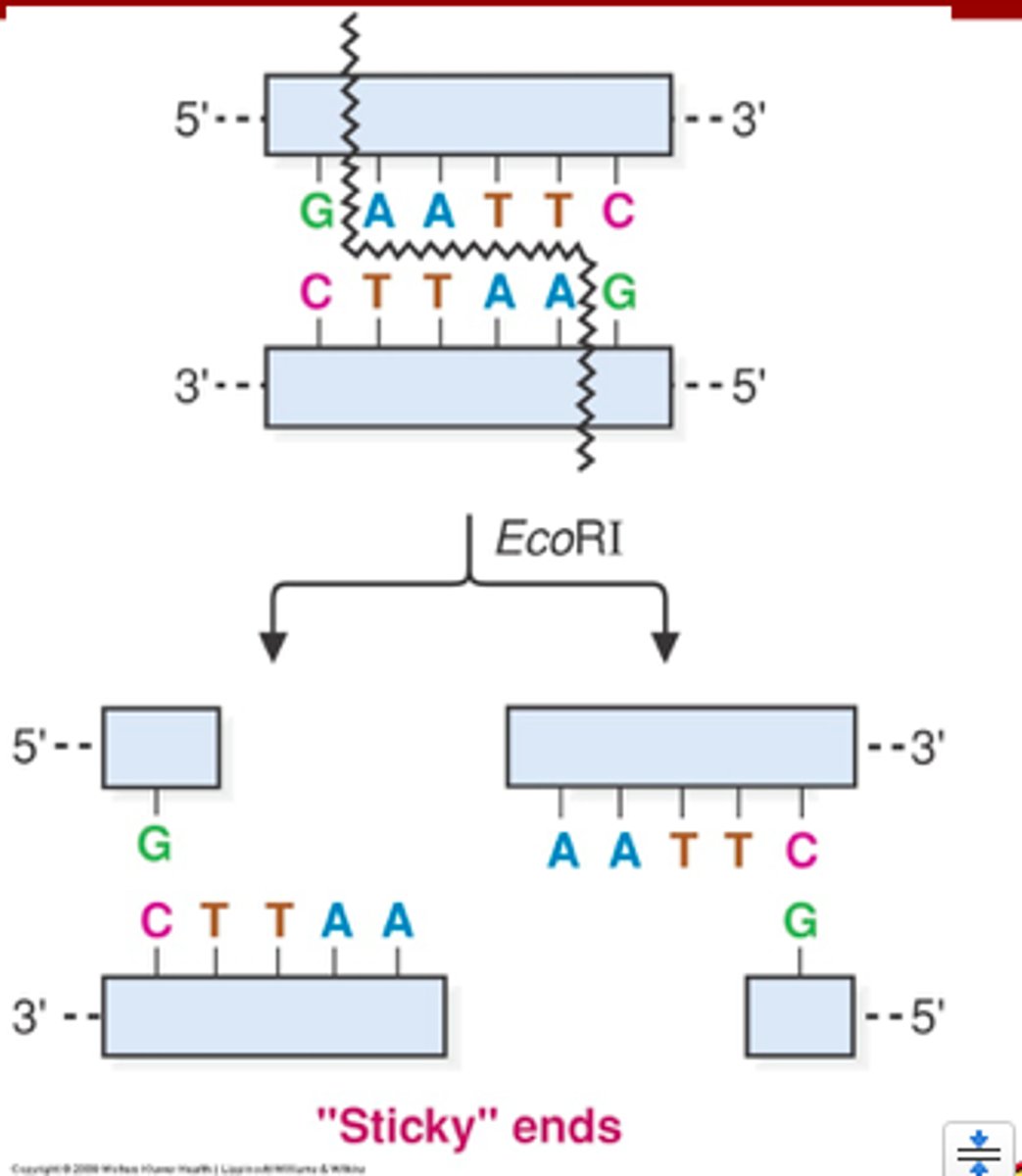 <p>-We can cut DNA using We can cut DNA using restriction endonucleases to create DNA fragments termed RFLPs (restriction fragment length polymorphism)</p><p>>restriction endonucleases: enzymes that cut within certain sequences of DNA</p>