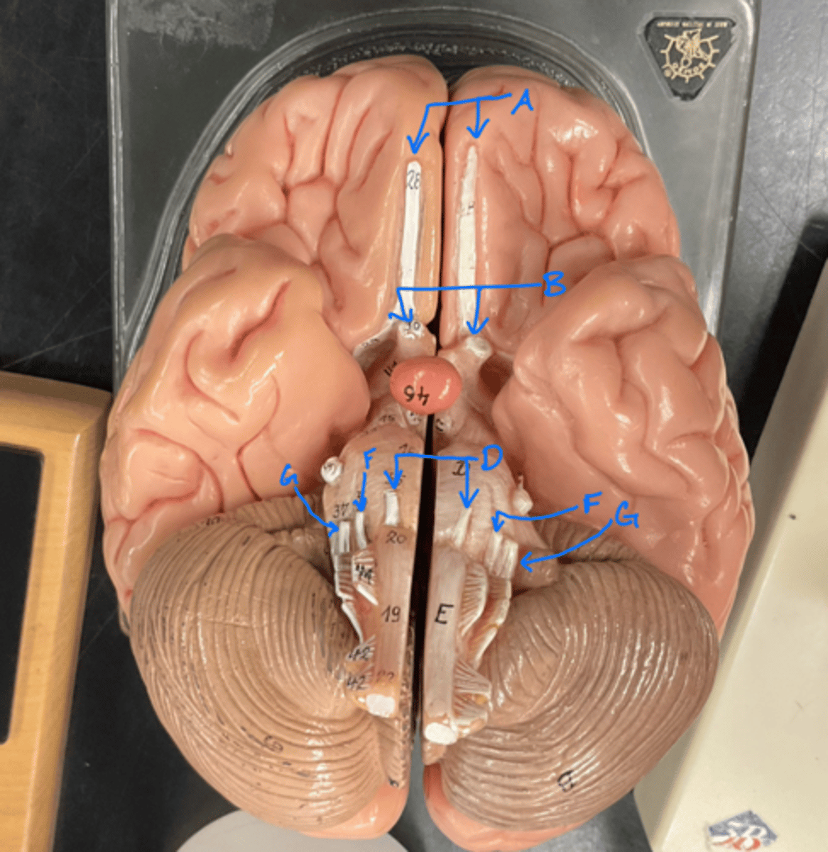 <p>vestibulocochlear</p>