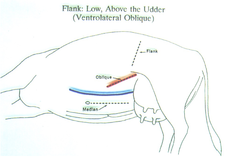 <p>C section in recumbent animals </p><ul><li><p>oblique incision (30-40 cm)</p><ul><li><p>Ventral to flank fold, dorsal to udder</p></li></ul></li><li><p>extends cranioventrally</p></li></ul><p>MARK MILK VEIN STANDING </p>