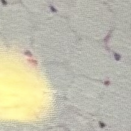 <ul><li><p>﻿﻿FAT STORAGE cytoplasm/</p></li><li><p>﻿﻿Provide cushion, insulation and thermoregulation</p></li></ul>