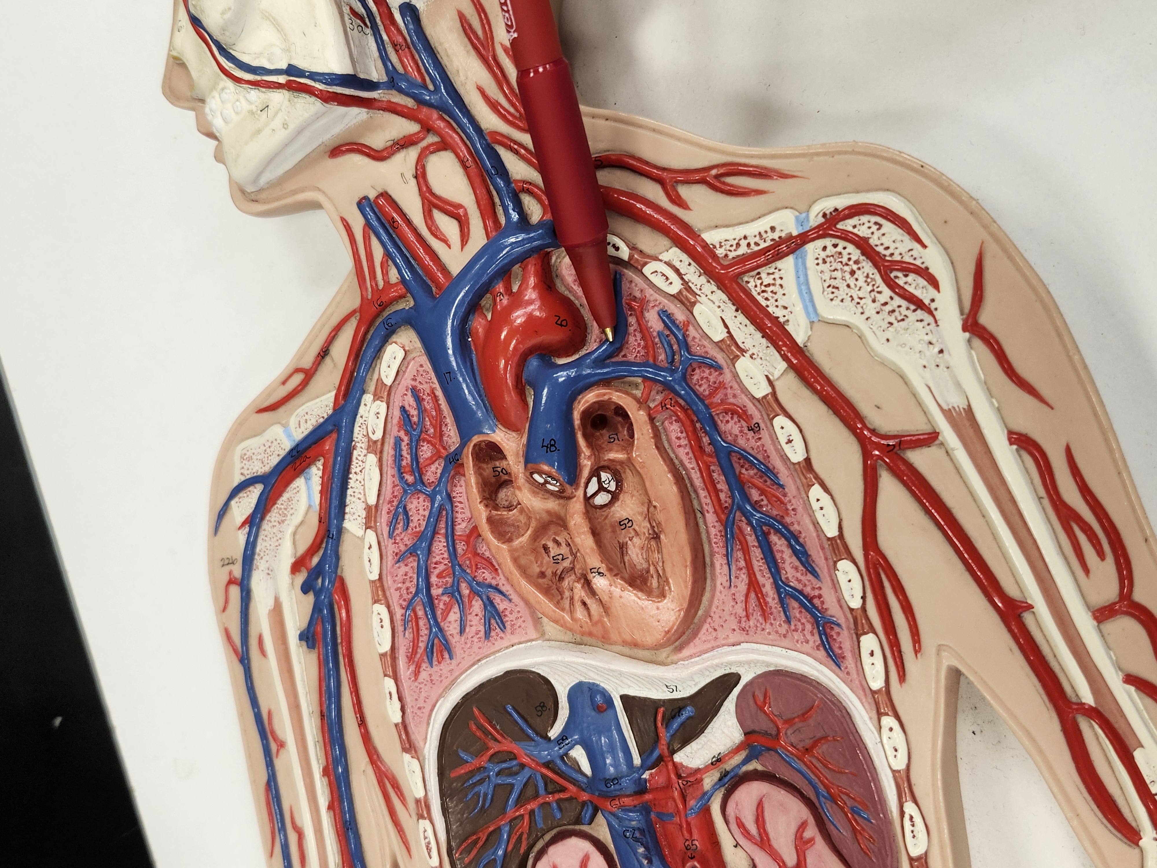 <p>Note: Blue, but they still carry blood away from heart</p>