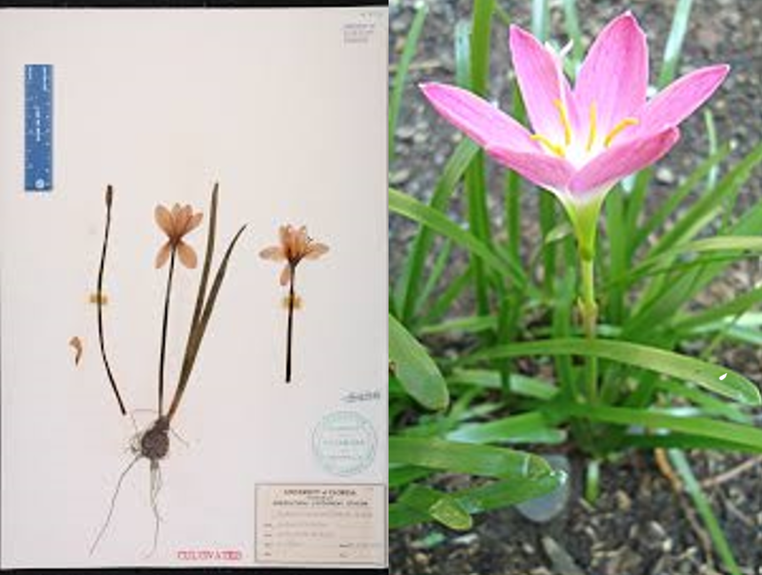 <p>monocot; a bulbous perennial with charming upward-facing, sugar-pink flowers</p>