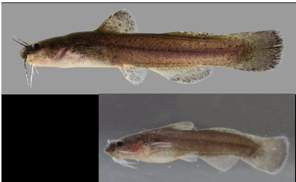 <p>What is the species name and common name of this vertebrate in Order Siluriformes and Family Ictaluridae (North American Freshwater Catfishes) </p>