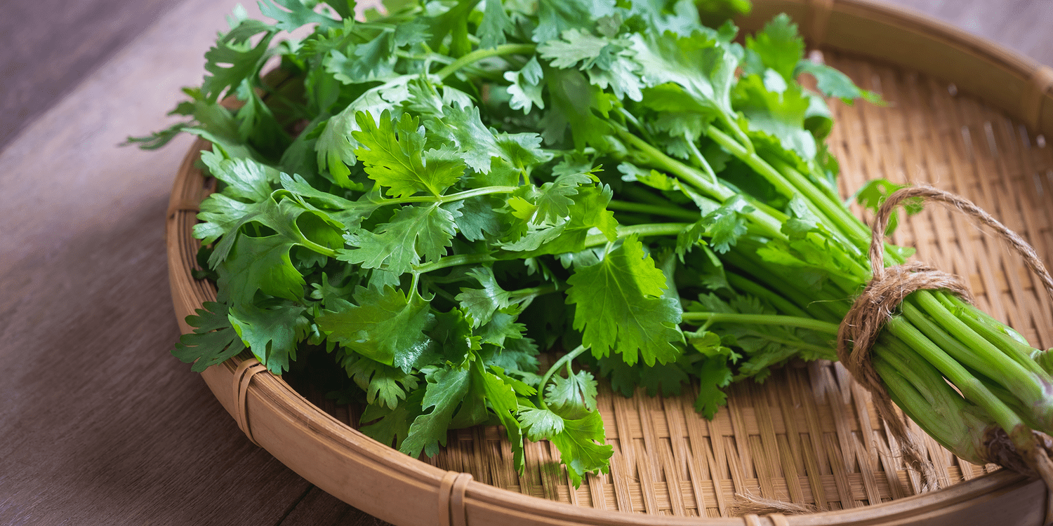 coriandre, coriander