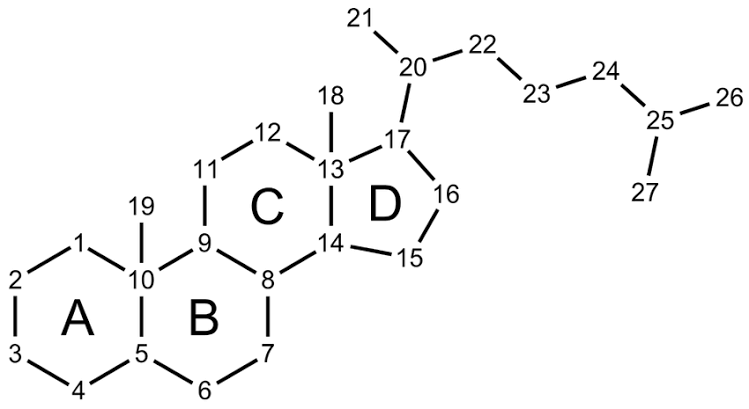 <ul><li><p><strong>Veratridine - cppp nucleus</strong></p></li></ul>