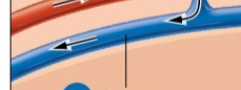 <p>what is this? nephron</p>