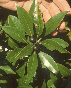 Family: Lauraceae 
Common: red bay 
Range: Native 
Habitat: Mesic sites 
Bark: Smooth when young, somewhat furrowed when older 
Persistence: Evergreen 
Leaves: Simple & alternate, lanceolet- elliptic, entire margins, pinnate venation
Other: Similar to P. palustris but with no pubescence on the underside, located in dryer sites compared to P. palustris