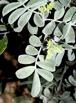 <p>Common Name</p>
