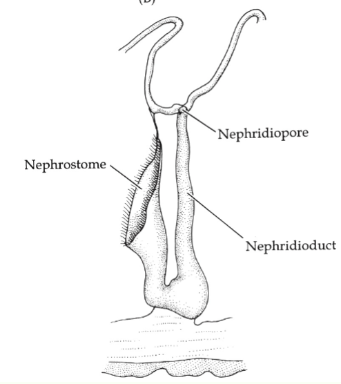 <p>Metanephirdia→ nephrostome (intake)</p><p>Niphridioduct → selective resportion</p><p>nephridiopore→ waste removal </p><p>segmental arrangement</p><p>*marine polychaetes: osmoconfomer</p><p>*Estuarine, freshwater, and terrestrial: osmoregulator</p>