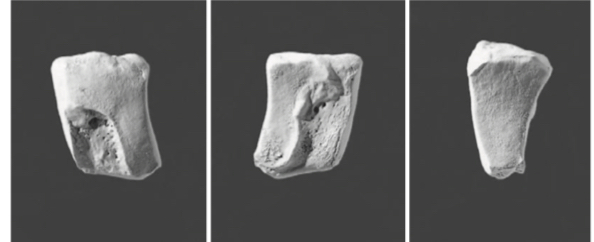 <p>Square-shaped dorsal side. Smallest of the three</p>