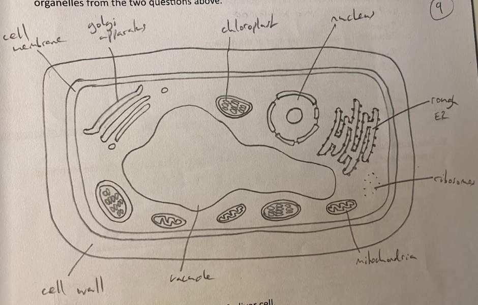 * Nucleus
* Rough Endoplasmic Reticulum
* Golgi Apparatus
* Ribosomes
* Mitochondrion
* Vacuole
* Cell Membrane
* Cell Wall
* Chloroplast