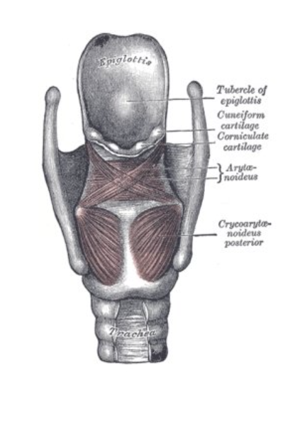 <p><span style="font-family: sans-serif">Five Intrinsic Laryngeal Muscles</span><span><br></span><span style="font-family: sans-serif">• Affect the position, length, and tension of the</span><span><br></span><span style="font-family: sans-serif">vocal folds</span><span><br></span><span style="font-family: sans-serif">– Change position of the cartilage framework that</span><span><br></span><span style="font-family: sans-serif">houses the vocal folds.</span><span><br></span><span style="font-family: sans-serif">– Alter the length, tension, and shape of the vocal</span><span><br></span><span style="font-family: sans-serif">fold edge.</span><span><br></span><span style="font-family: sans-serif">– Change the shape of the glottal opening between</span><span><br></span><span style="font-family: sans-serif">the vocal folds.</span><span><br></span></p><p><span style="font-family: Arial; color: transparent"><br></span></p>