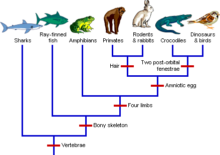 <p>Phylogenetic Tree</p>