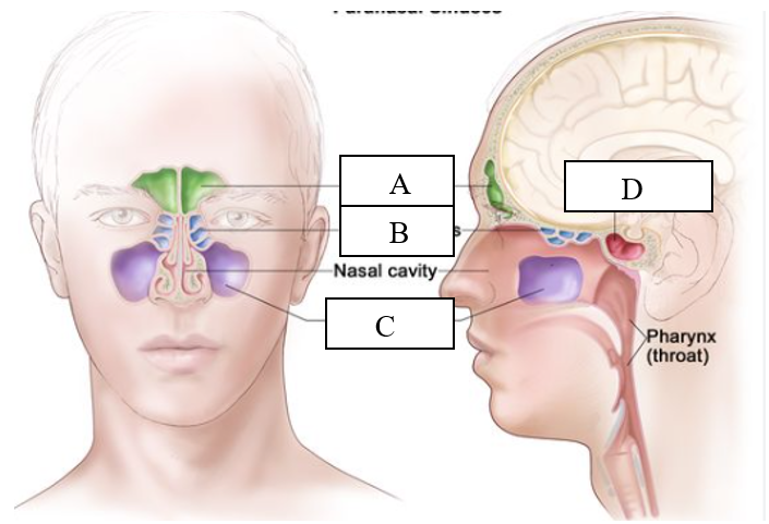 <p>What is letter A?</p>
