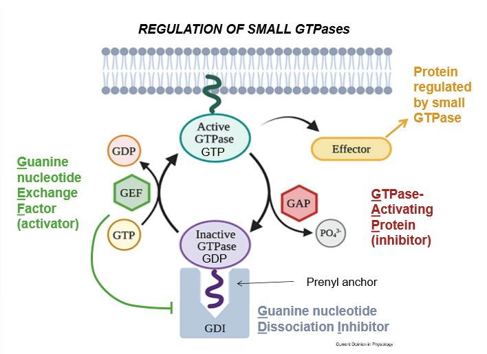 <p>A) Active GTPase - A GTPase with an exposed prenyl anchor, and thus the ability to&nbsp;activate effectors</p><p>B) Inactive GTPase - A GTPase with a hidden prenyl anchor and thus, no effector-activating abilities</p><p>C) Effector Proteins - proteins that are activated by GTPase in order to perform a myriad of cell functions</p><p>D) GAP (GTPase Activating Protein) -&nbsp;Inhibitor of GTPase:  It hydrolyzes the GTP that activates GTPase, and upon it’s removal, shuts the larger enzyme down. Works as a regulator</p><p>E) Inorganic Phosphate - The cleaved portion of many cell energy carriers.</p><p>F) Prenyl anchor - A lipid tail that conformationally allows the activation of GTPase and it’s association with the cell membrane</p><p>G) GDI (Guanine Nucleotide Dissociation Inhibitor) - A complex that hides the prenyl tail</p><p>H) GTP (Guanine Triphosphate) - Like ATP, this is a nucleobase-energy carrier used to activate many cell signaling pathways.</p><p>I) GEF (Guanine nucleotide Exchange Factor) - An activator of GTPase. It kicks out GDI to expose the prenyl factor and allow a place for GTP to bind and activate the GTPase</p><p>J) GDP - Guanine diphosphate: Hydrolyzed GTP</p>