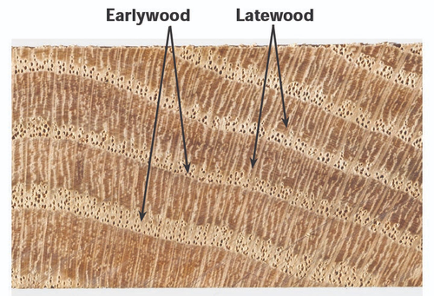 <p>more water, wider band, larger cells that aren't densely packed, lighter color</p>