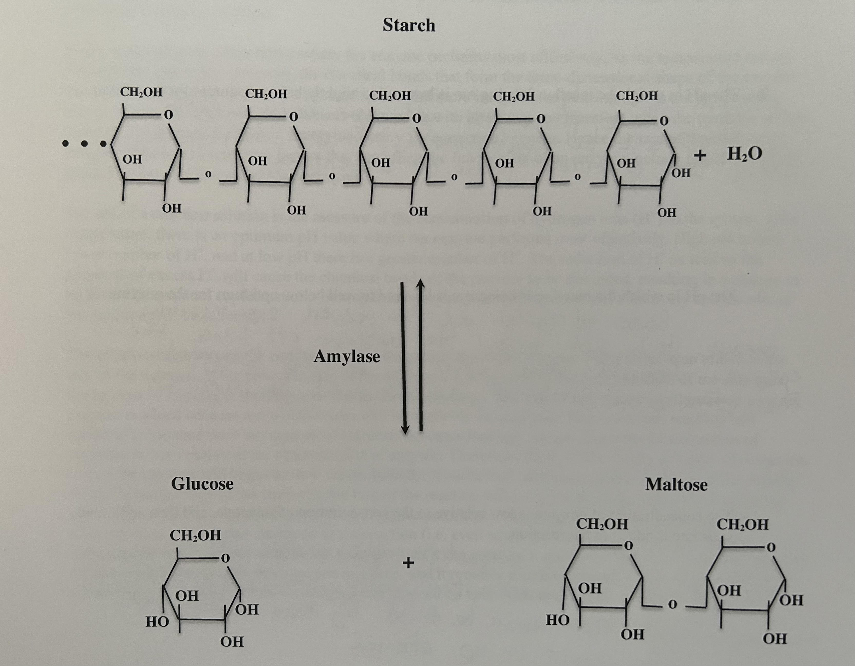 <p>                                                                                     Starch Hydrolysis Reaction</p>