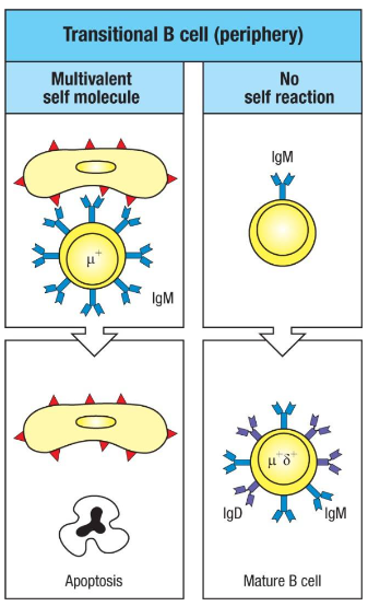 <p>Transitional B cells in the periphery undergo <strong>peripheral tolerance</strong>:</p><ul><li><p><strong>Self-Antigen Encounter</strong>: If the B cell receptor (IgM) strongly binds a multivalent self-antigen, the B cell receives a signal leading to apoptosis, eliminating the self-reactive cell.</p></li><li><p><strong>No Self-Reaction</strong>: If no strong self-antigen interaction occurs, the transitional B cell continues maturing. It upregulates surface IgD, becoming a mature B cell capable of circulating in peripheral lymphoid organs.</p></li></ul><p>This process ensures self-reactive B cells are removed, preventing autoimmunity and maintaining tolerance outside the bone marrow.</p>