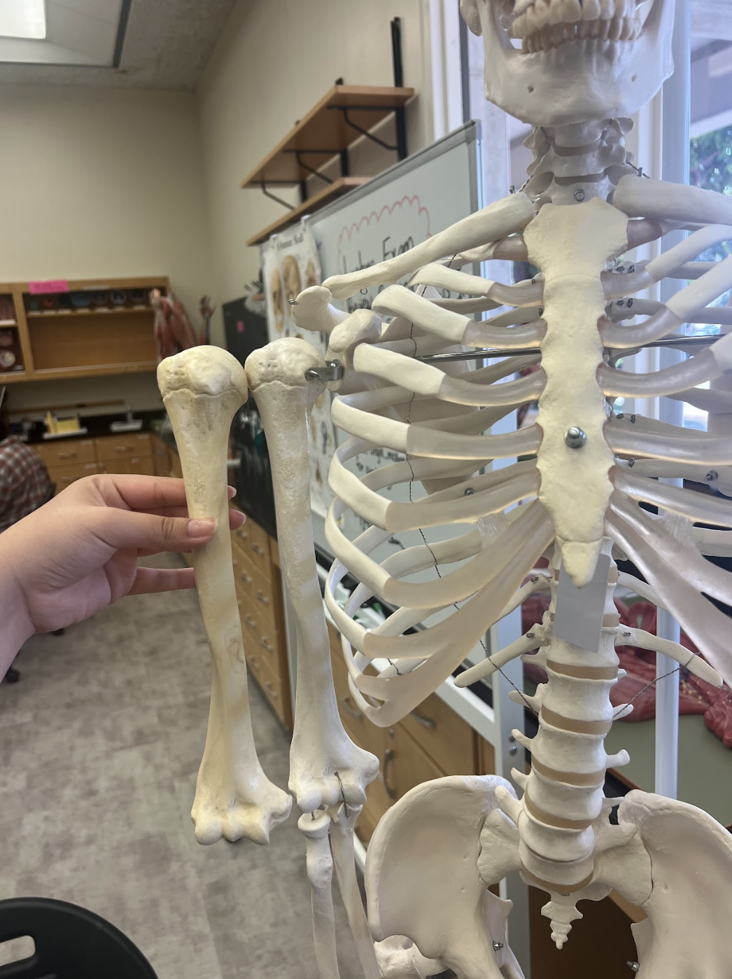 <p>Right or left humerus…</p>