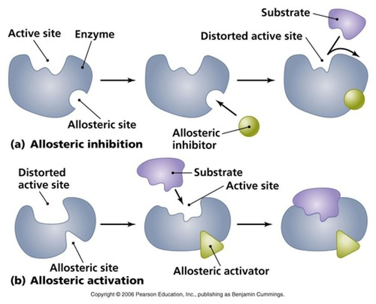 <p>Enzymes that change shape when an effector binds, affecting their activity.</p>