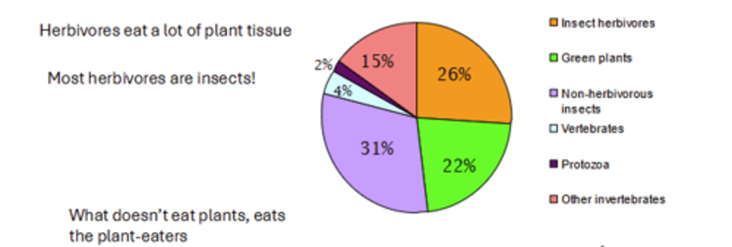 <p>Approximately 30% of the diversity of organisms in the world are planteaters: herbivores and omnivores</p>
