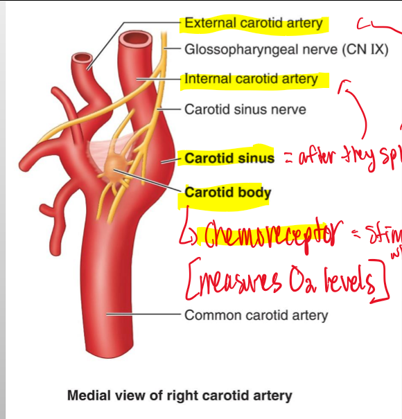 <p>Baroreceptor = a pressure receptor that reacts to changes in BLOOD PRESSURE</p>