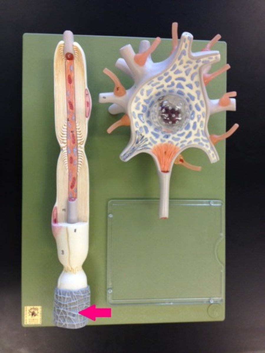 <p>Name this structure</p>