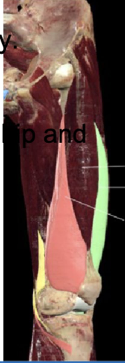 <p>Anterior thigh anatomy (green)</p>