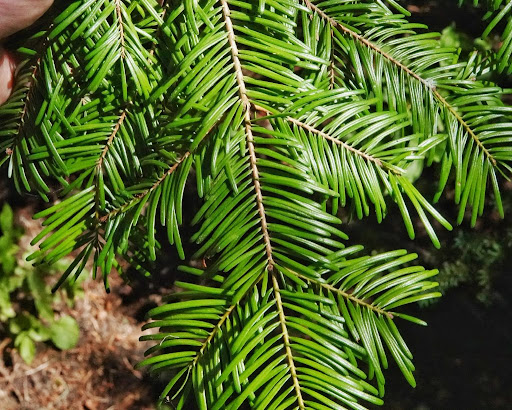 <p>abies grandis</p><p>characteristics: cruciform branching with flat needle arrangement, citrusy pine scent, few needles on main branch, trunk scars that give eyeball, rounded needle with small notch</p>